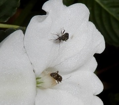 Charagochilus