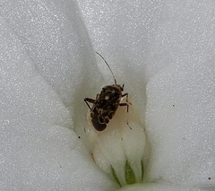 Charagochilus