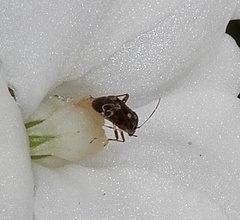 Charagochilus