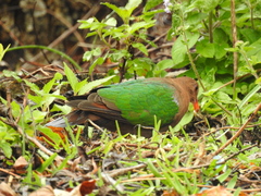 Chalcophaps longirostris