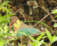 Chalcophaps longirostris