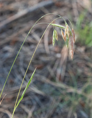 Bromus porteri