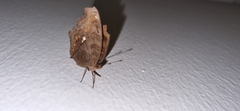 Junonia hedonia