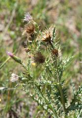 Cirsium arizonicum