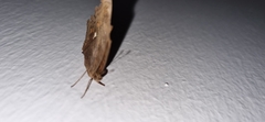 Junonia hedonia