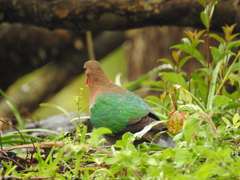 Chalcophaps longirostris