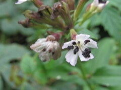 Microbotryum saponariae