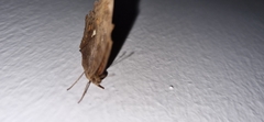 Junonia hedonia
