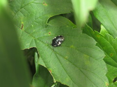 Tritomegas sexmaculatus
