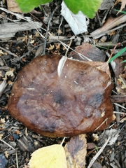 Pluteus