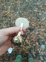 Amanita citrina