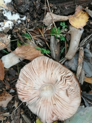 Pluteus