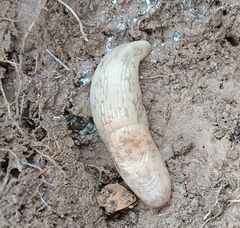 Deroceras reticulatum