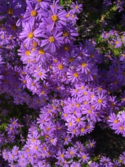 Felicia filifolia