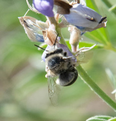 Anthophora urbana