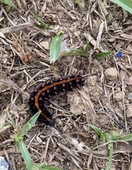 Argynnis hyperbius hyperbius