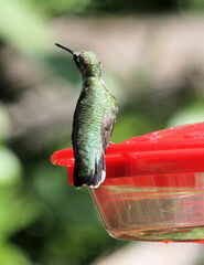 Archilochus colubris