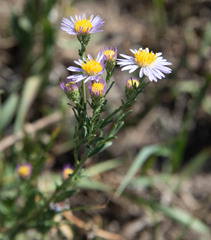 Dieteria canescens