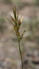 Bromus inermis
