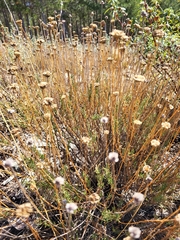 Santolina rosmarinifolia