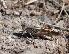 Cratypedes neglectus