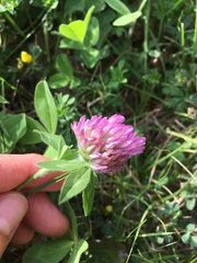 Trifolium pratense