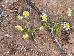 Calotis multicaulis