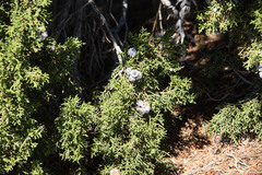Juniperus osteosperma