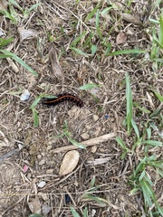 Argynnis hyperbius hyperbius