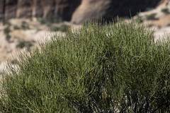 Ephedra viridis