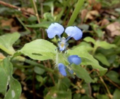 Commelina benghalensis