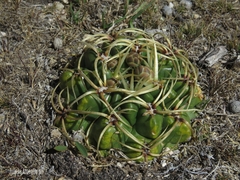 Gymnocalycium monvillei