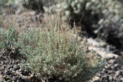 Artemisia tridentata