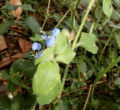 Commelina benghalensis