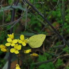 Eurema mandarina