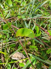 Pentapeltis peltigera