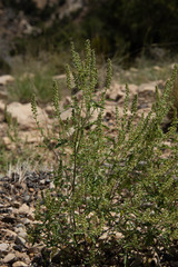 Ambrosia acanthicarpa