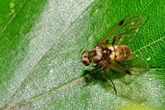 Chrysopilus cristatus