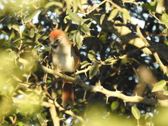 Synallaxis frontalis