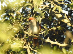 Synallaxis frontalis