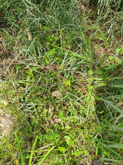 Pentapeltis peltigera
