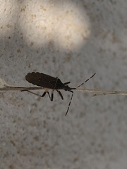 Dicranocephalus agilis