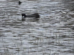 Fulica atra australis