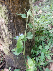 Commelina benghalensis