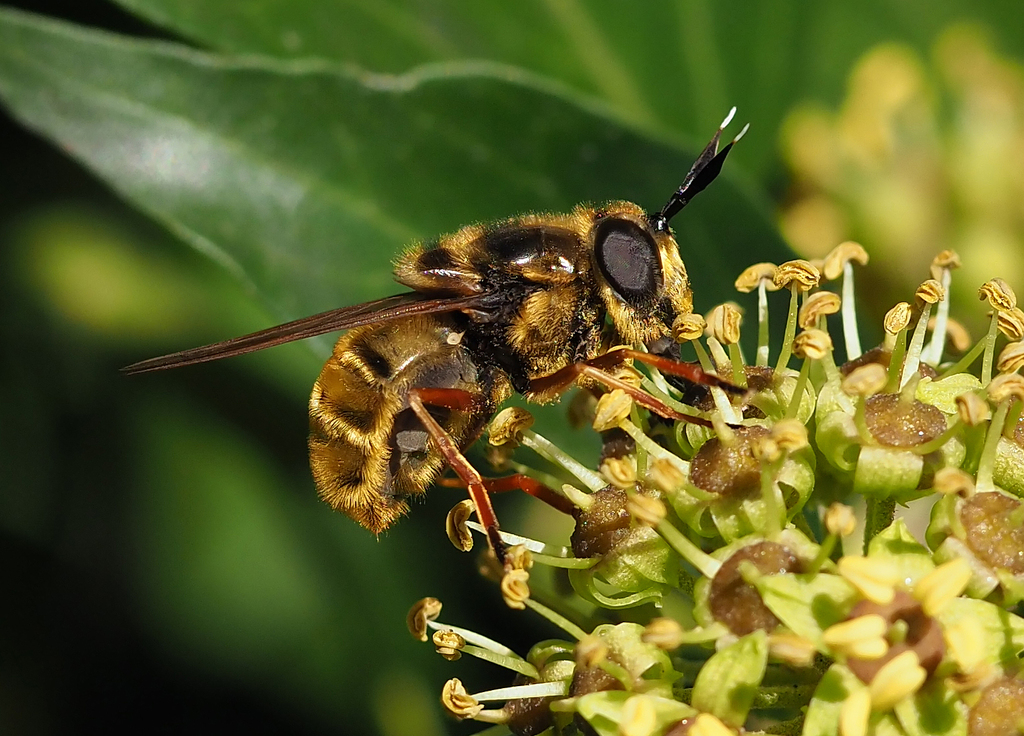 Ivy Longhorn