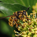 Ivy Longhorn - Photo (c) Michael Plichta, some rights reserved (CC BY-NC), uploaded by Michael Plichta