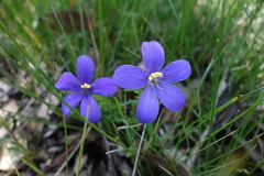 Cheiranthera linearis