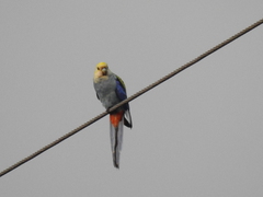 Platycercus adscitus