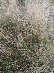 Agrostis
