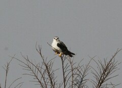 Elanus caeruleus caeruleus